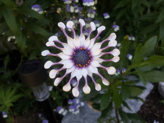 African Daisy