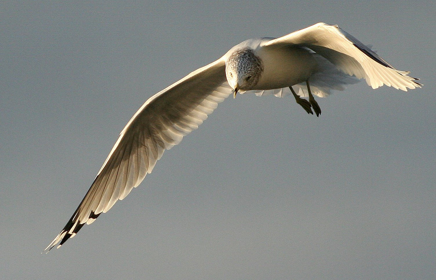 Gulls at First Light (1)