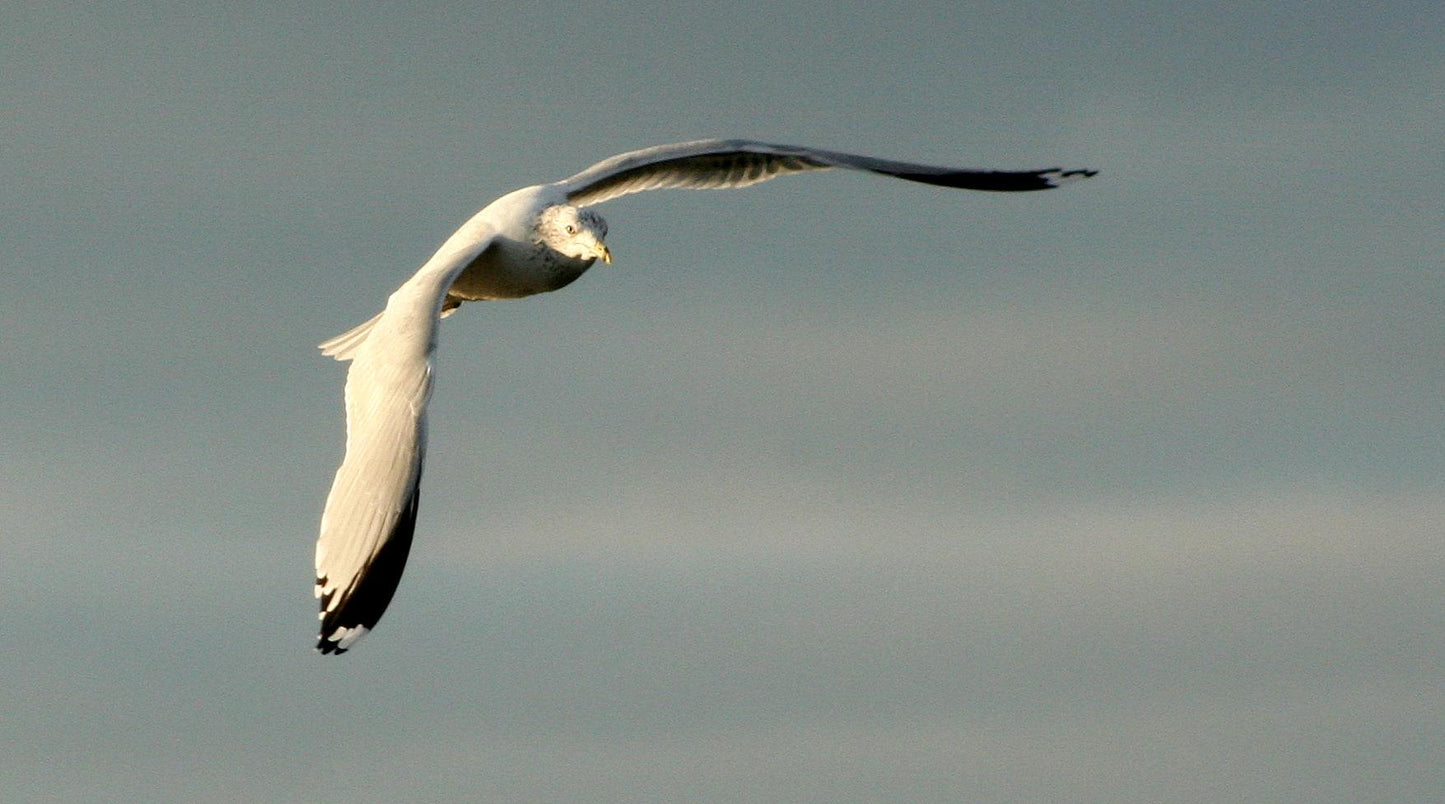 Gulls at First Light (2)