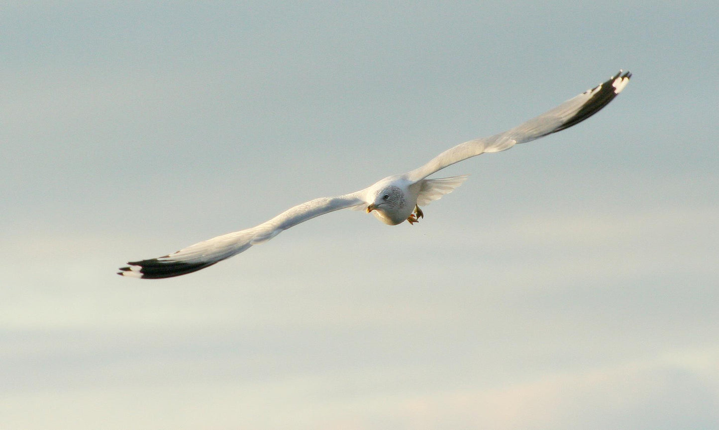 Gulls at First Light (3)