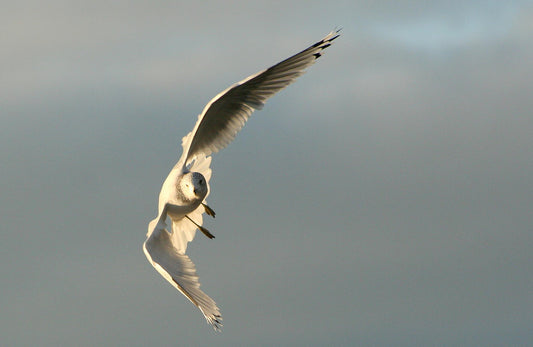 Gulls at First Light (4)