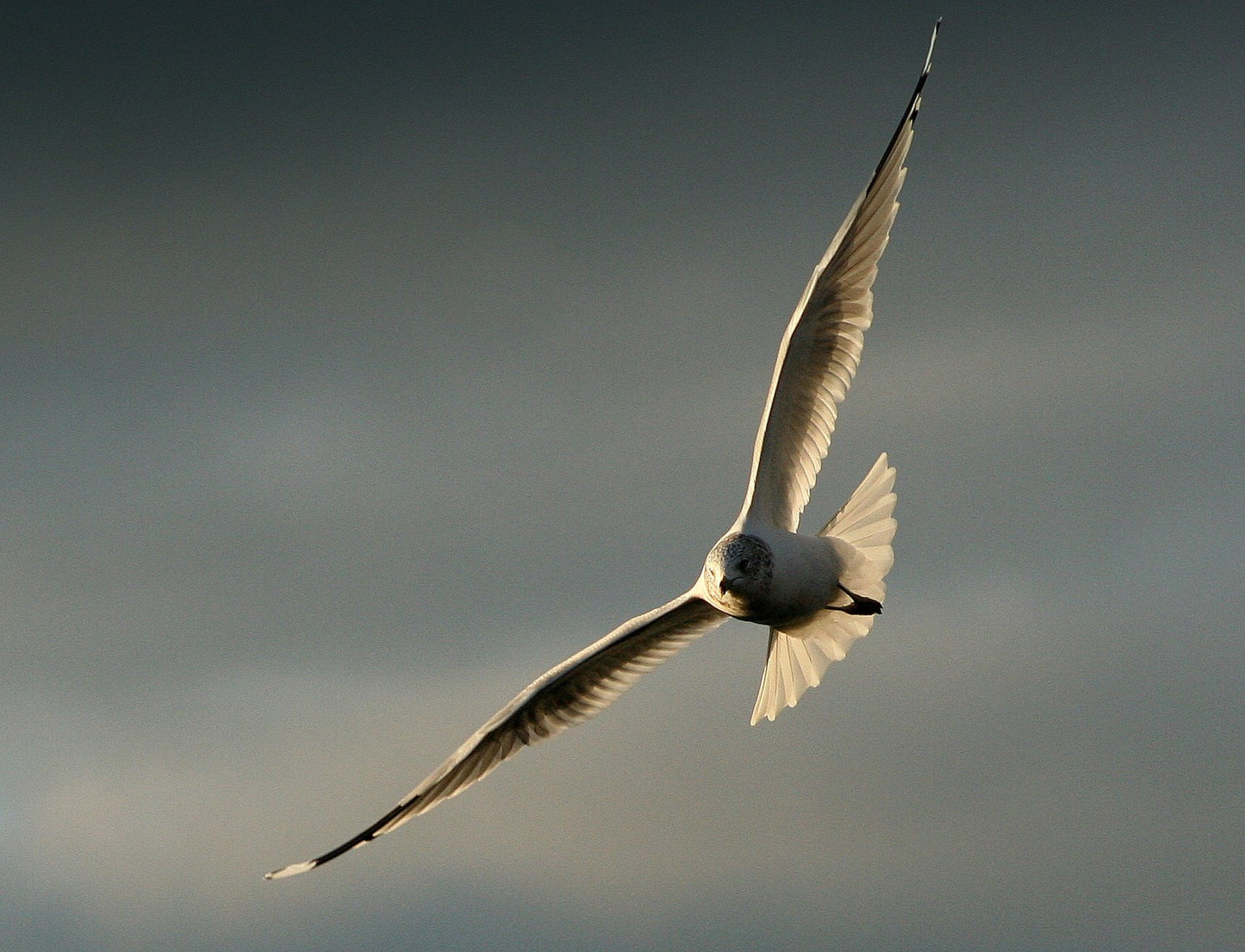 Gulls at First Light (5)