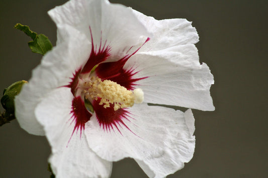 White Hibiscus