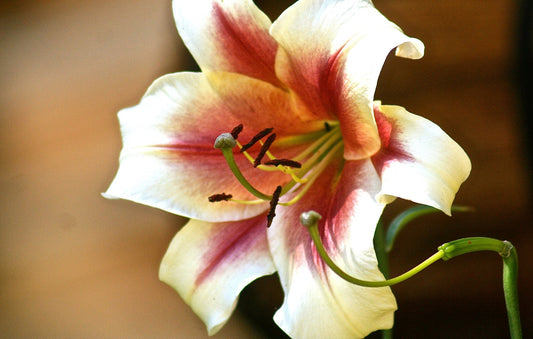 Lily Light 3